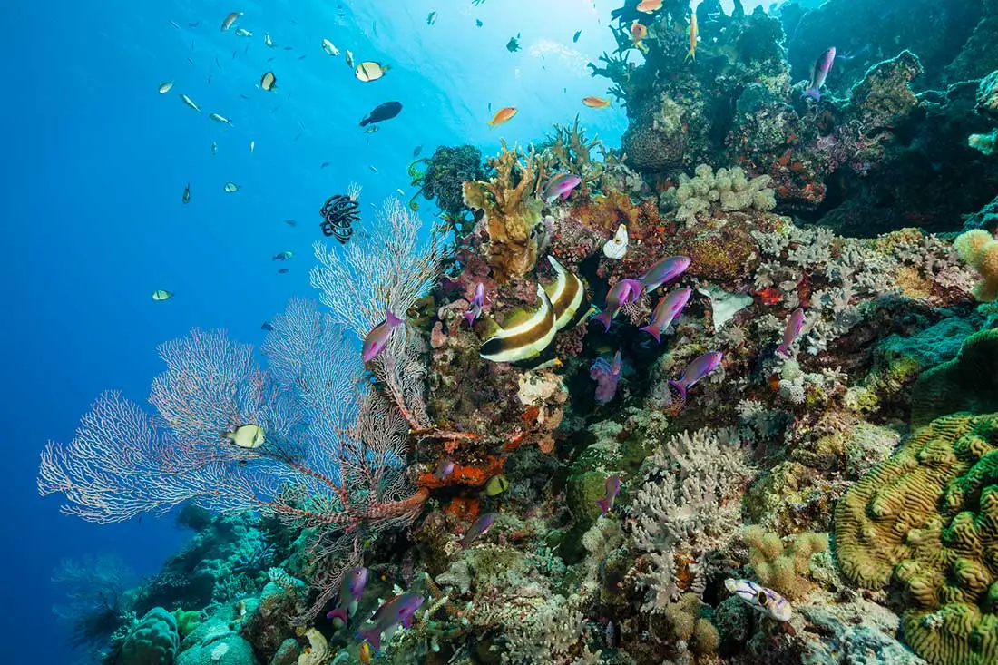 Avustralya’da görülmesi gereken yerlerden Great Barrier Reef