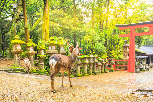 Japonya’da görülmesi gereken yerlerden Nara